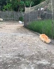 Kucing bengal dikira by one ternyata bawa kawan