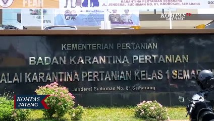 Cegah Penyakit Rabies dengan Vaksinasi Gratis