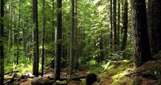 Forest Amazing video | Natural Beauty |nature