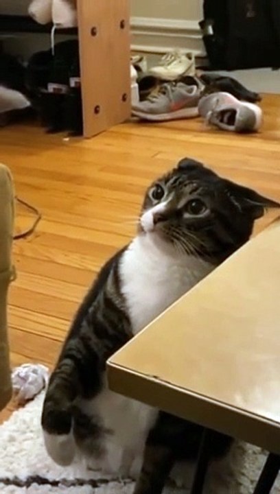 Funny cat fighting