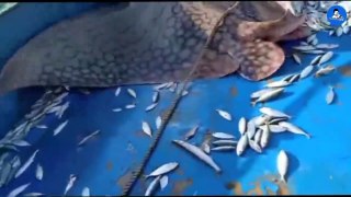 Amazing  700 kg Stingray fish Cutting (720 X 1280)