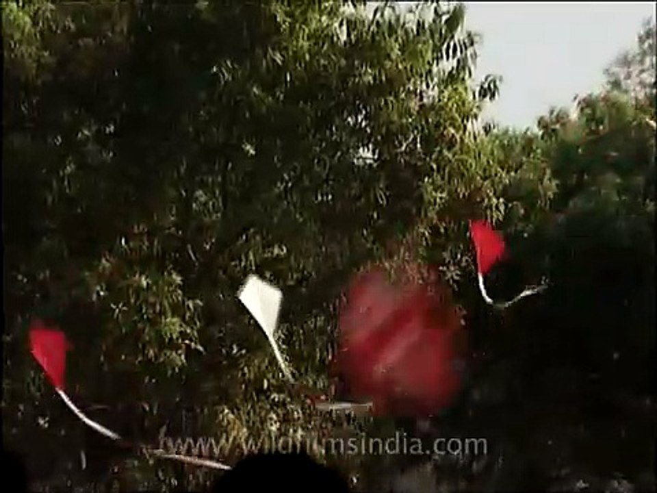 Colourful kites in the skies above India gate!