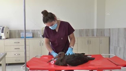 DİYARBAKIR - Kanat tüyleri kesilen "kara leylek" göç dönemine kadar Diyarbakır'ın misafiri