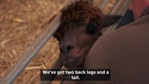 This Week On The Farm Emergency Alpaca birth