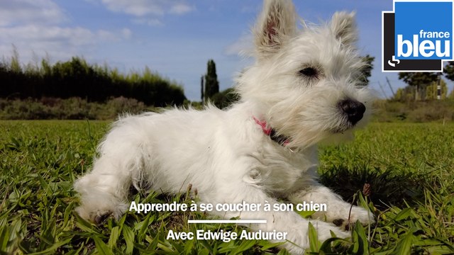 Apprendre à se coucher à son chien