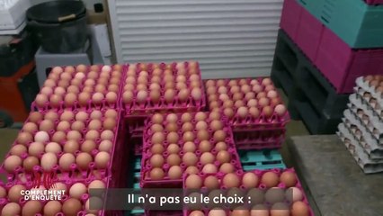 Surproduction d’œufs bio : le revers de la course à l'industrialisation