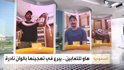 شاهد..شاب سعودي يبدع في تهجين الثعابين النادرة شكلاً ولوناً