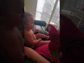 Clever Macaw Meets a New Friend