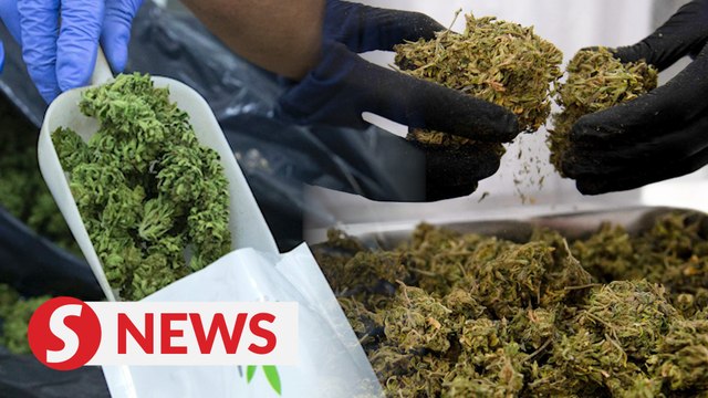 Consider allowing medical use of hemp, marijuana, Syed Saddiq urges govt