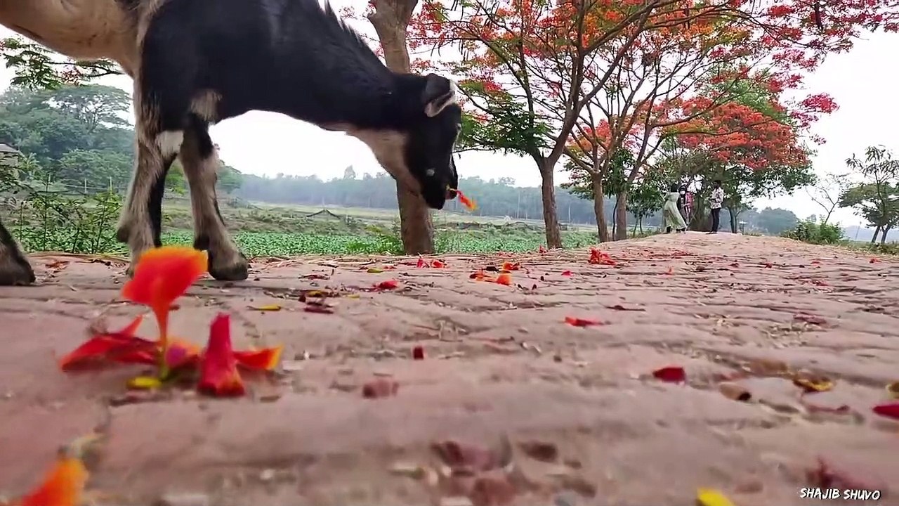 বেলাই বিল | কানাইয়া | গাজীপুর | Belai Bill | Kanaiya | Gazipur