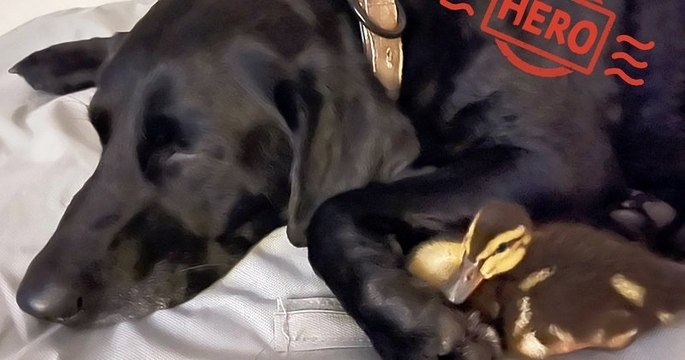 Floride : une chienne héroïque a sauvé ses amis canards d'une attaque d'alligator