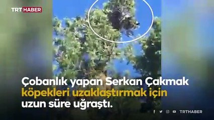 Çoban köpeklerinden kaçan vaşak ağaca çıktı