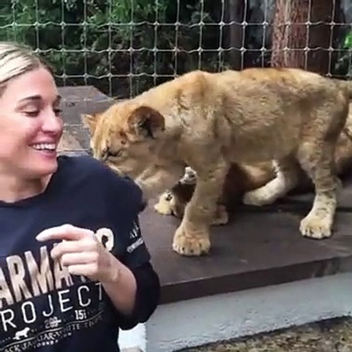 OMG Lion And Tiger Attacking A Woman #OMG