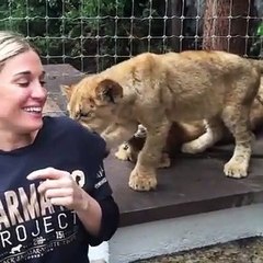 OMG Lion And Tiger Attacking A Woman #OMG