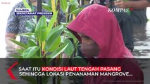 Nyemplung Pantai Saat Tanam Mangrove, Jokowi: Masa Saya di Darat Sendiri