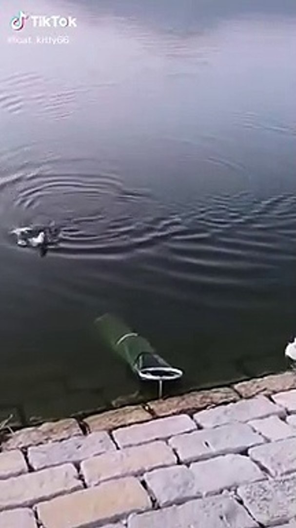 ⁣Lovely Cat, black cat, cats, funny cats, funny cat videos 1610