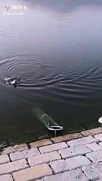 Lovely Cat, black cat, cats, funny cats, funny cat videos 1610