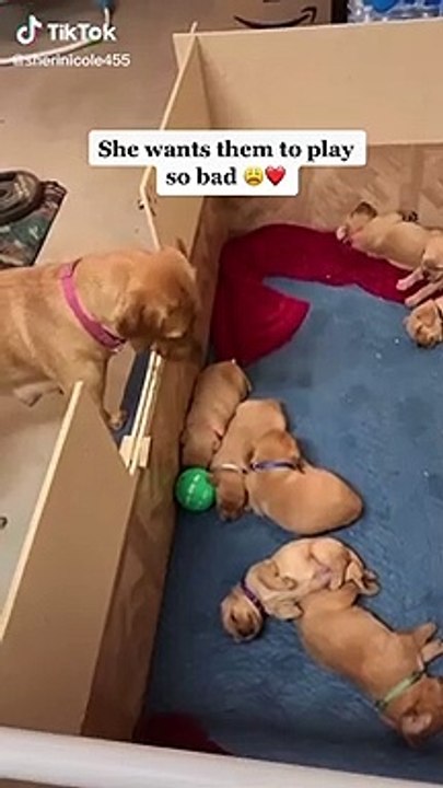 Cute and funny baby dogs Videos cutest moment of the dogs - Cutest Puppies #Shorts