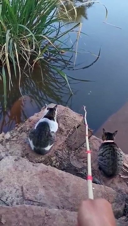 Best Fishing Video Amazing Fishing BigFishingTV Tik Tok China #shorts