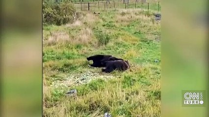 İki ayının dostluğu görenleri gülümsetti