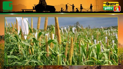 Kisan जो करते है बाजरे की खेती (millet cultivation) उनके लिए बड़ा ऐलान ||  कहा ड्रैगन फ्रूट की खेती (Dragon Fruit Farming) पर मिलेगा अनुदान ?