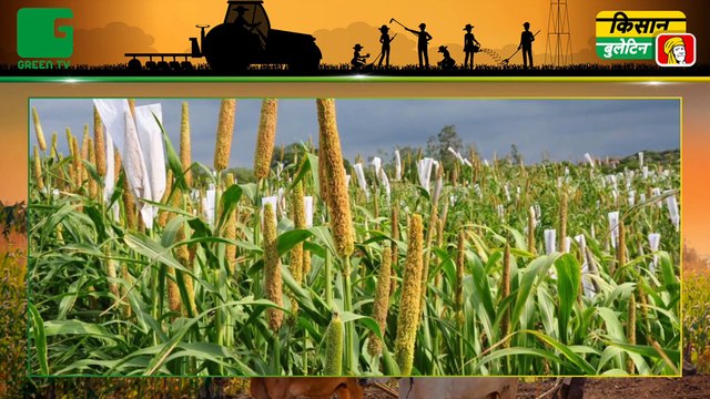 Kisan जो करते है बाजरे की खेती (millet cultivation) उनके लिए बड़ा ऐलान || कहा ड्रैगन फ्रूट की खेती (Dragon Fruit Farming) पर मिलेगा अनुदान ?