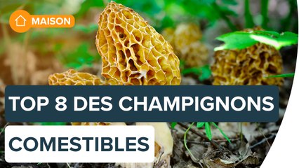 Identifier les champignons comestibles | Futura