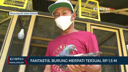 Tujuan Merpati Jaguar Dijual Dengan Harga Rp 1,5 Milyar