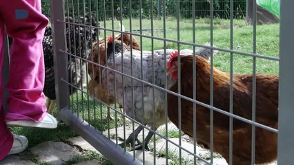 #ÉcoCitoyenneté / Un poulailler participatif au Val Druel