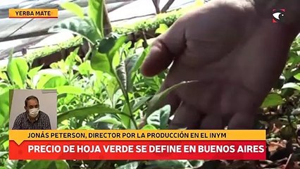 Precio de hoja verde se define en Buenos Aires