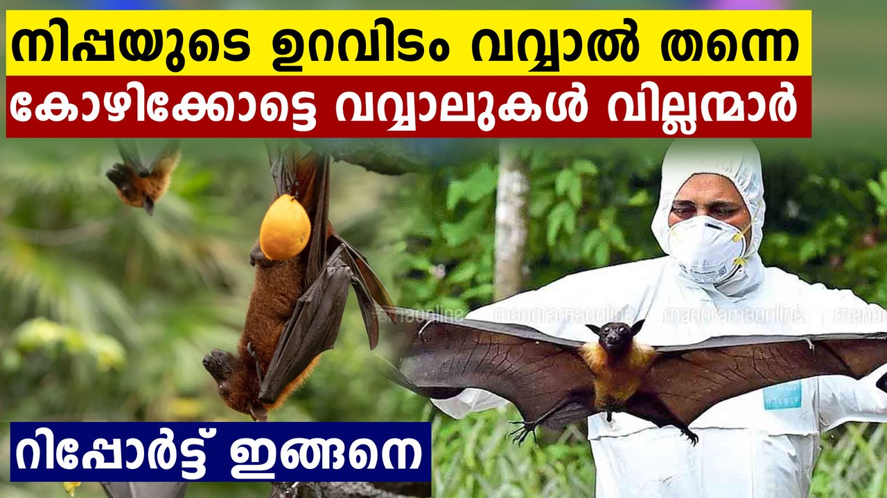 Samples of bats from Kozhikode shows Nipah antibody
