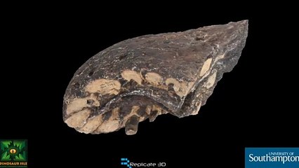 Isle of Wight fossil discovery SWNS