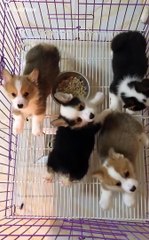 Cute Is Not Enough  Funny Cats and Dogs Videos Compilation 2018 #19