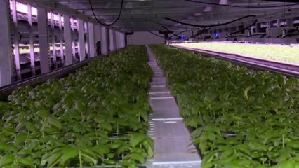 مزارع عمودية في الدانمارك تعوض ندرة الأراضي الزراعية