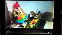 Most Funny Video 2021. Laddu Chor DOG.