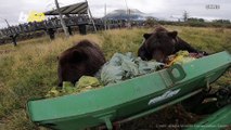 Bear Brunch! Watch as These Big Bears Munch Down on Loads of Vegetables in Alaska!