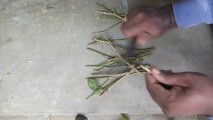 How to Grow Jasmine Plant From Cuttings