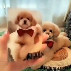 cute dogs are playing.