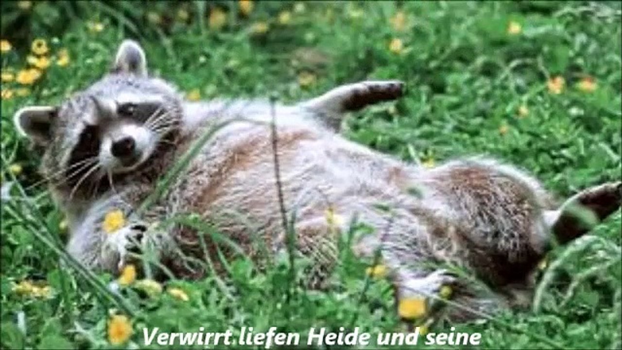 Waschbär schaltet Licht aus_ Koala auf Roadtrip und Dümmer als die Polizei erlaubt