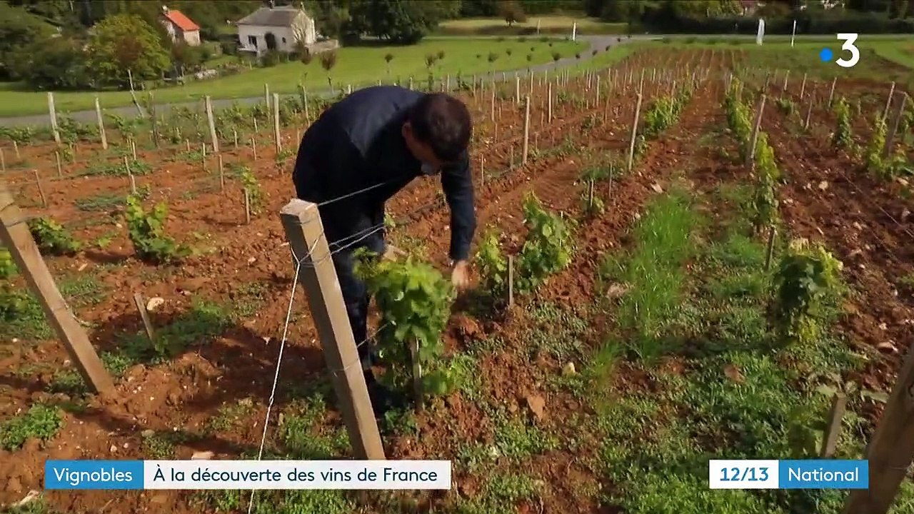 Vignobles : les vins de France, produits hors appellations, gagnent en notoriété