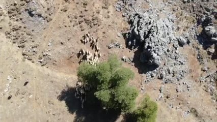Kaybolan koyun sürüsü drone ile bulundu
