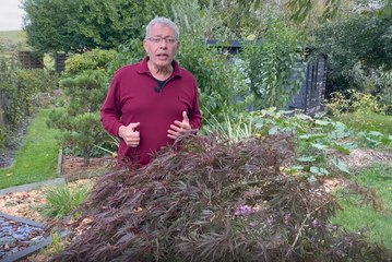 Roland Motte, jardinier : plantez un érable japonais, c'est apporter de l'élégance à votre jardin