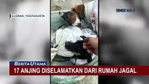 Komunitas Pecinta Anjing Selamatkan 17 Anjing dari Rumah Jagal