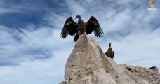 Beauval : une femelle condor née au zoo a été relâchée en Argentine