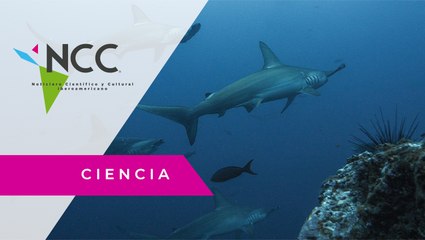 Una tiburón martillo cumple viaje de 4 mil kilómetros y desaparece