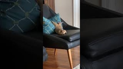 Prairie Dog Uses Pillow to Stretch