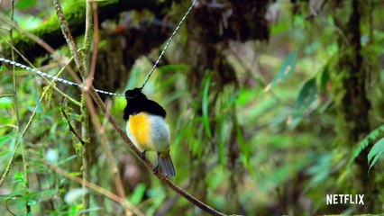 Documental Bailando con los pájaros | Trailer