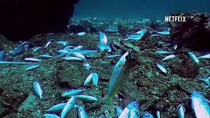 Documental Mission Blue | Trailer