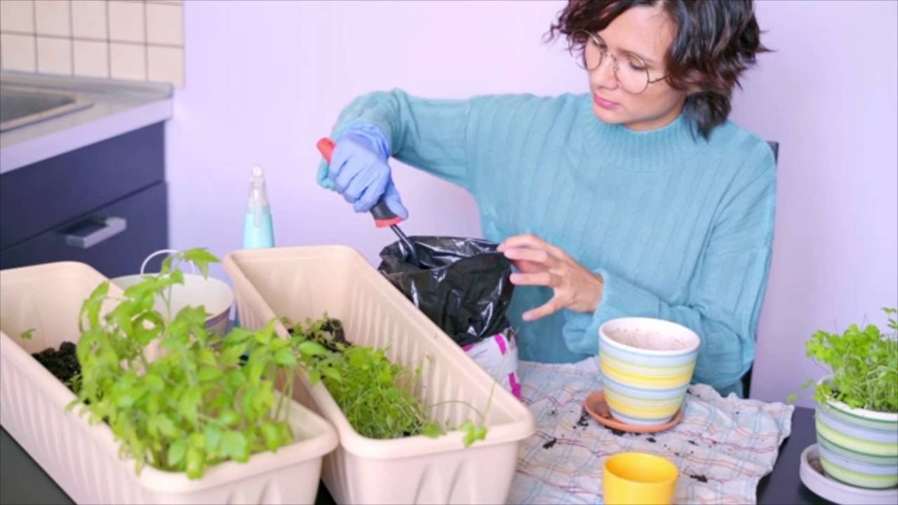 How To Grow Tomatoes Indoors