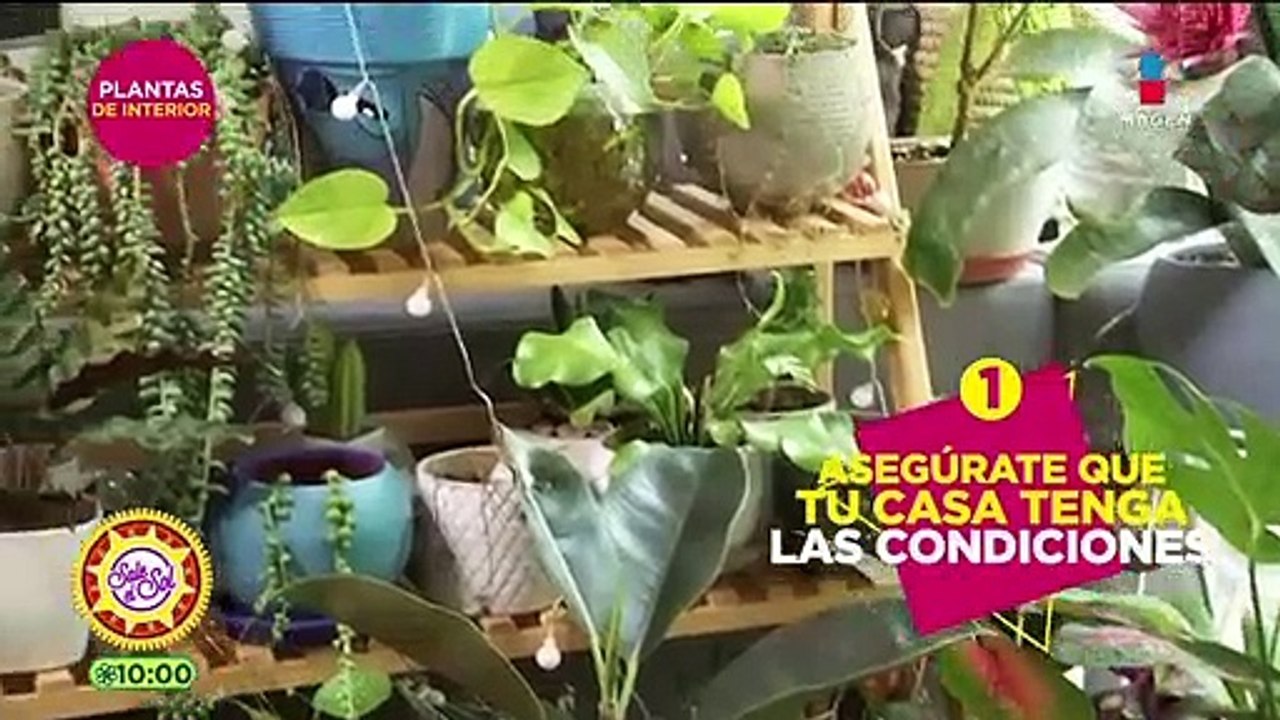 Las mejores plantas de interior para tu casa